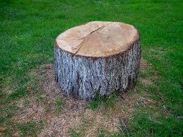 Best Storm Damage Tree Cleanup  in Lake Lifornia, CA