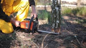 Best Lawn Pest Prevention  in Lake Lifornia, CA