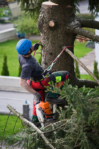 Best Organic Lawn Care Solutions  in Lake Lifornia, CA