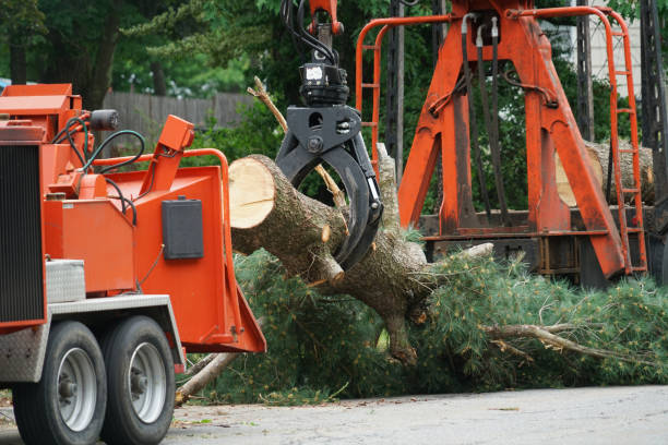 Best Hazardous Tree Removal  in Lake Lifornia, CA