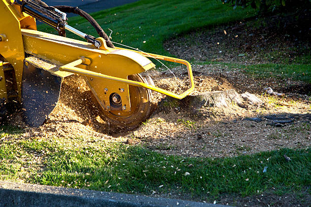 Leaf Removal in Lake California, CA