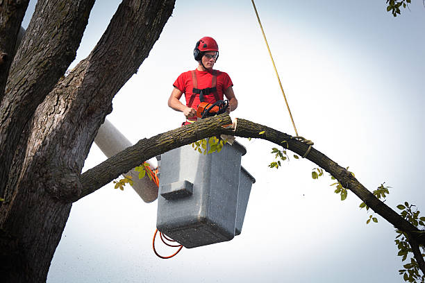 Lake California, CA Tree Removal Company