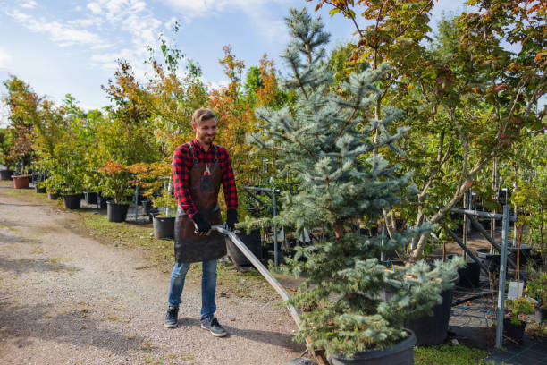 Best Fruit Tree Pruning  in Lake Lifornia, CA