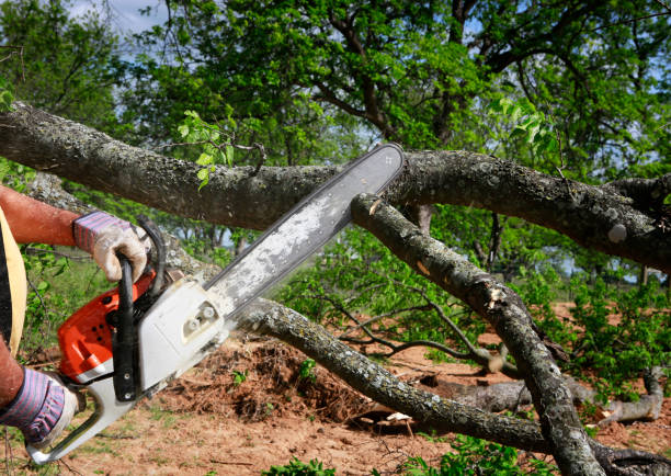 Best Emergency Tree Removal  in Lake Lifornia, CA