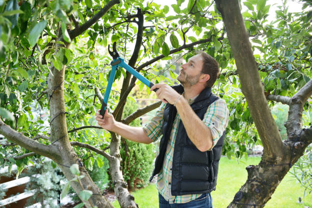 Best Tree Trimming and Pruning  in Lake Lifornia, CA